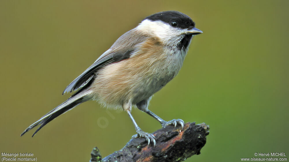 Mésange boréale