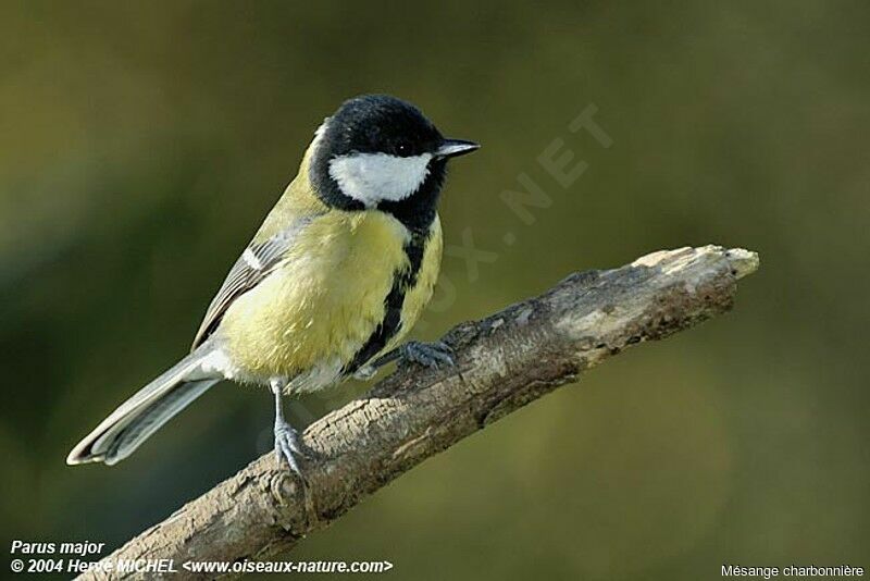 Great Tit