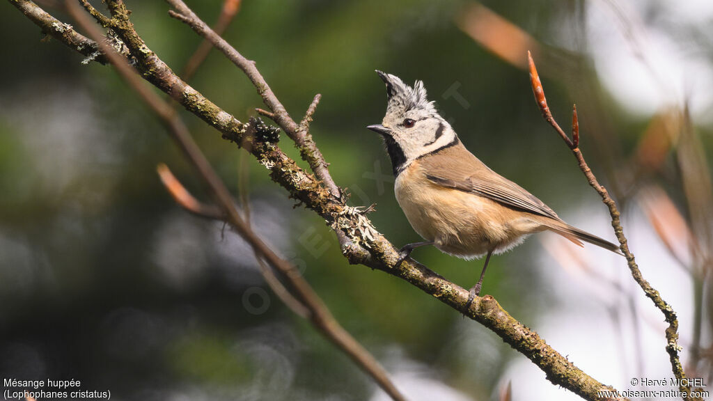 Mésange huppée