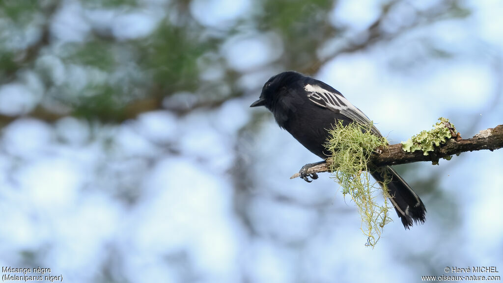 Mésange nègreadulte