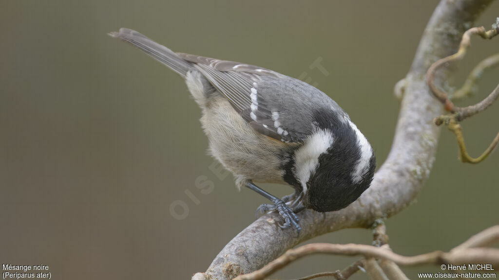 Mésange noire