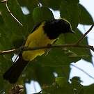 Mésange sultane