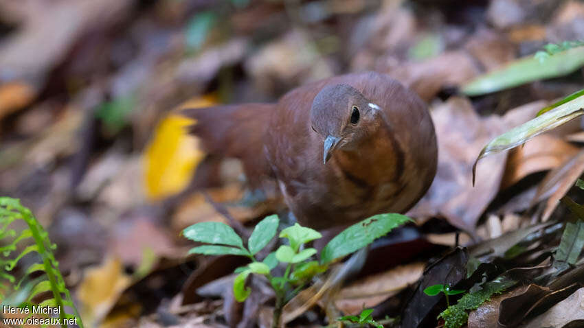 Mésite unicoloreadulte, portrait