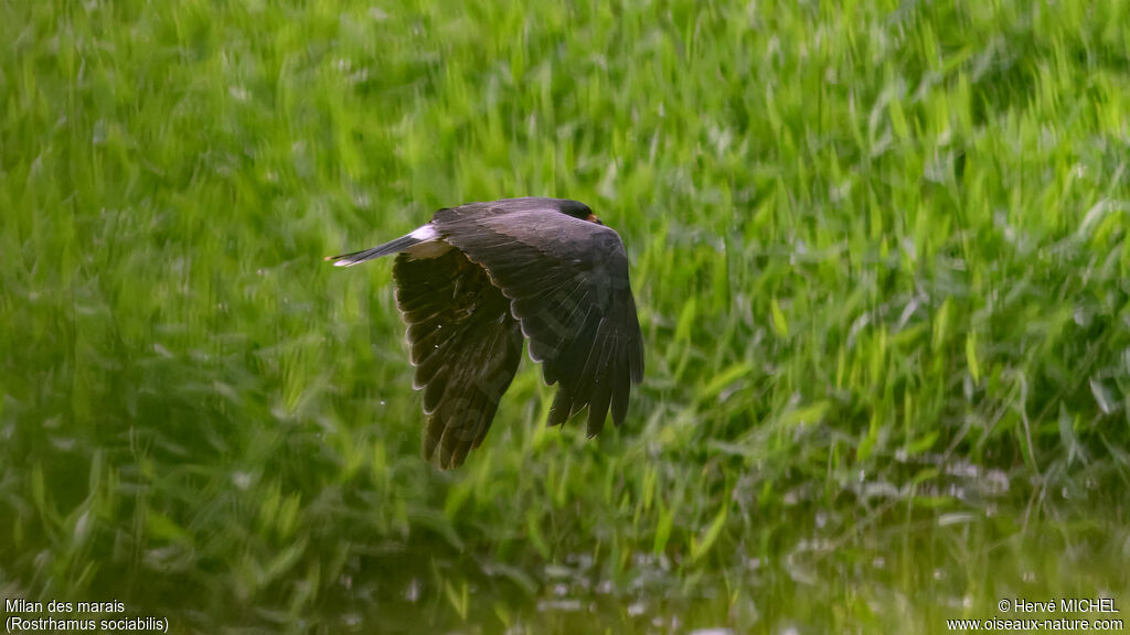Snail Kite