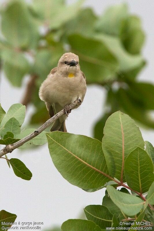 Moineau à gorge jaune mâle adulte nuptial