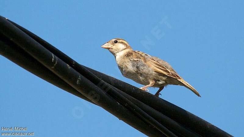 Moineau cisalpin femelle adulte, identification