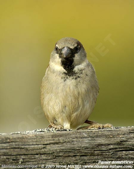 Moineau domestique