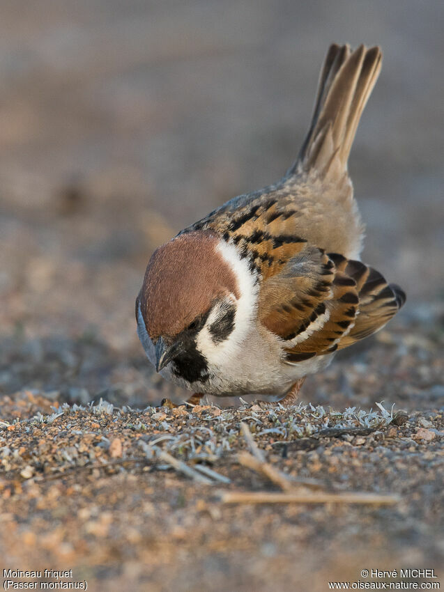 Moineau friquet, parade