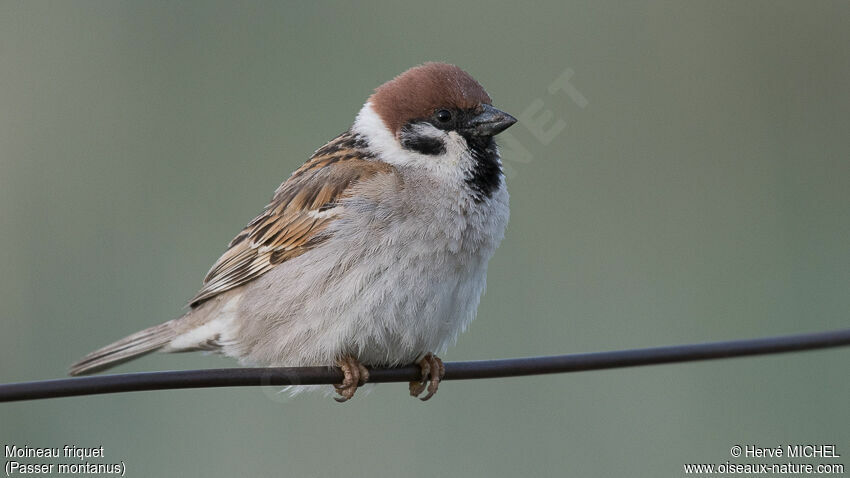 Moineau friquetadulte