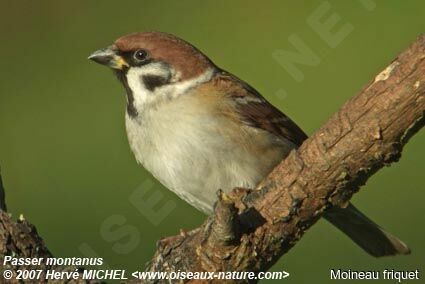 Moineau friquetadulte