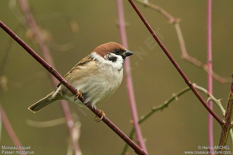 Moineau friquetadulte