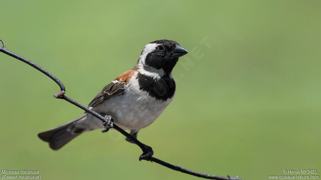 Moineau mélanure mâle adulte