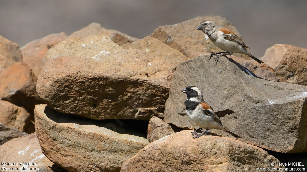 Moineau mélanureadulte nuptial