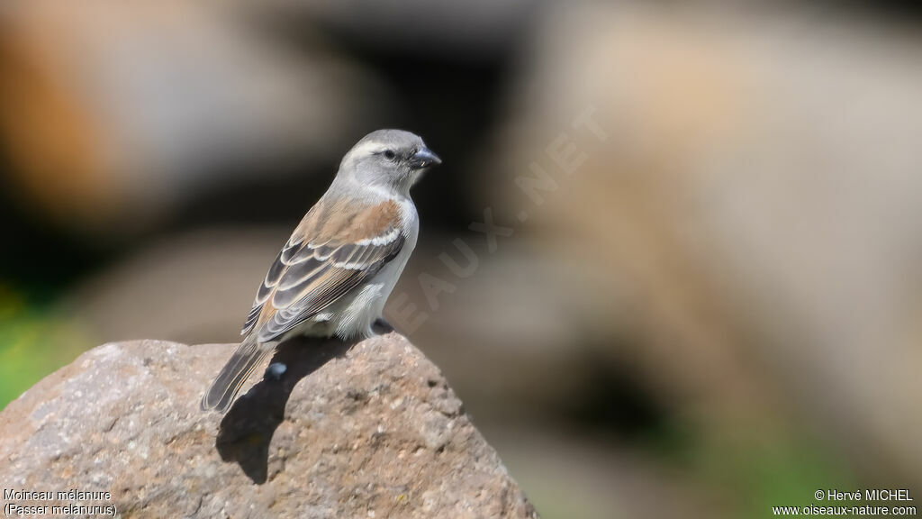 Moineau mélanure femelle adulte nuptial