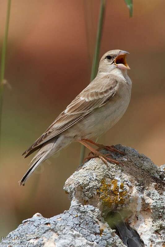 Moineau pâle mâle adulte nuptial, chant