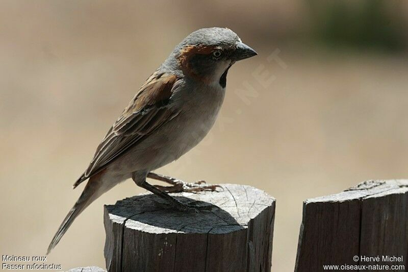 Moineau roux mâle adulte