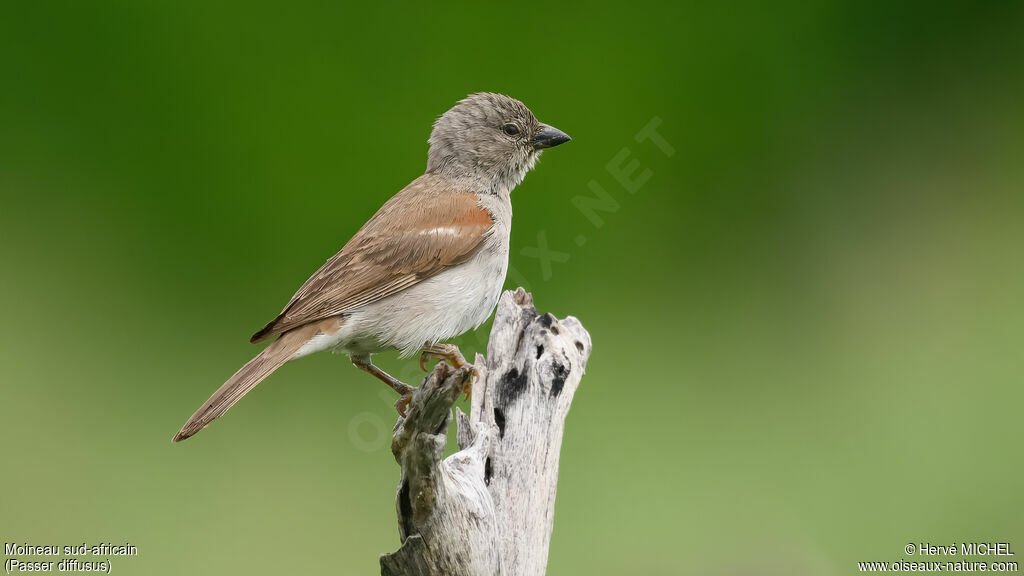 Moineau sud-africain
