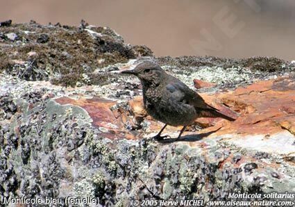 Blue Rock Thrush