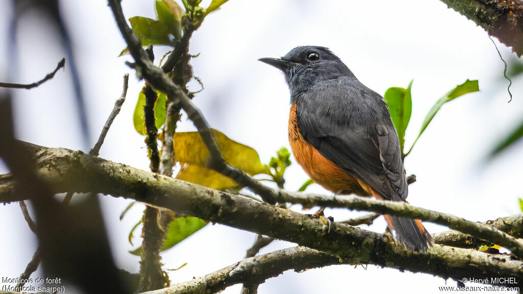 Forest Rock Thrush male adult breeding