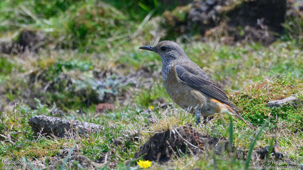 Monticole espion femelle adulte