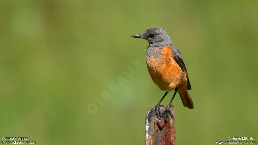 Monticole espion mâle adulte nuptial