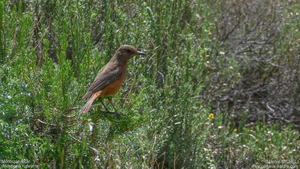 Cape Rock Thrush female adult