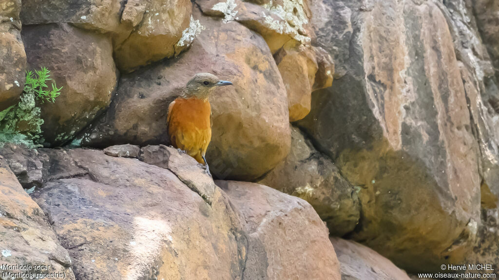 Cape Rock Thrush female adult breeding