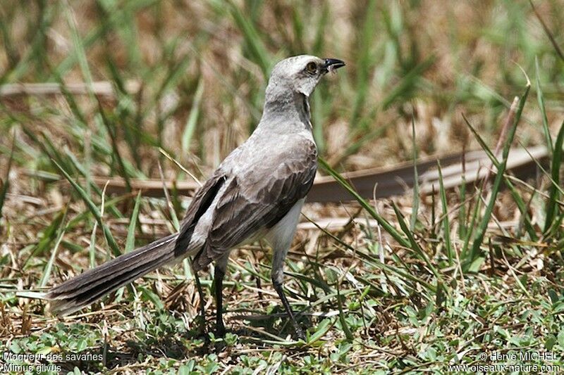 Moqueur des savanes, identification