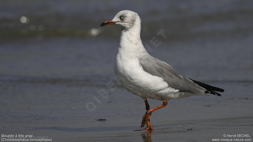 Mouette à tête grise