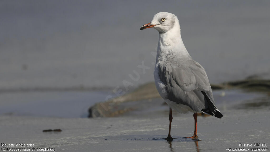 Grey-headed Gulladult