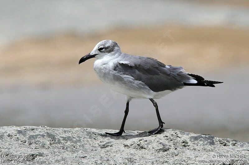 Laughing Gulladult post breeding, identification