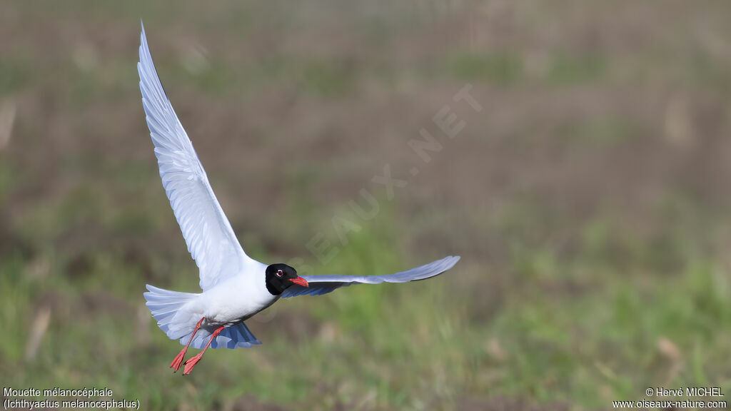 Mouette mélanocéphaleadulte nuptial
