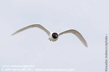 Mouette mélanocéphaleadulte nuptial