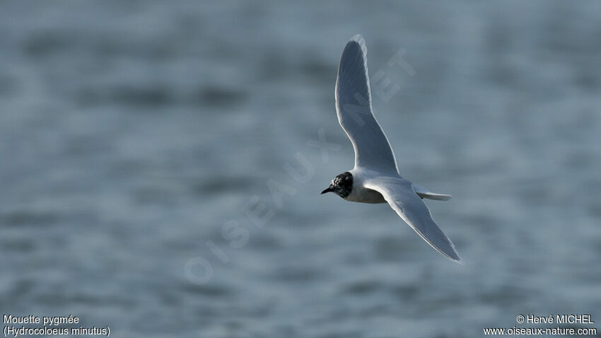 Mouette pygméeadulte transition
