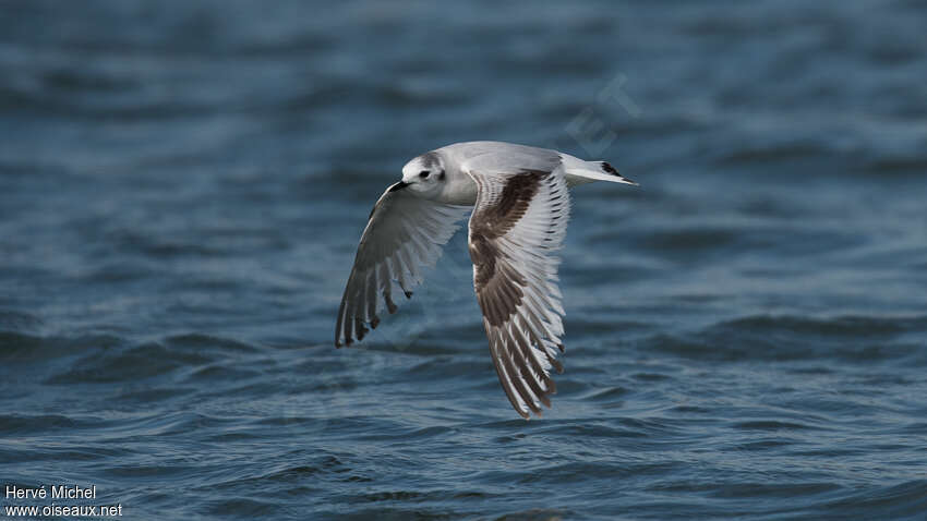 Mouette pygmée2ème année