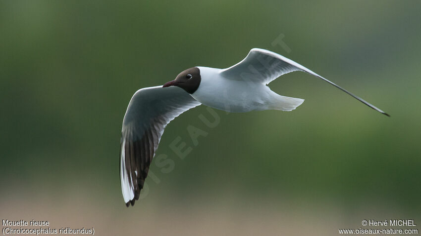 Mouette rieuseadulte nuptial
