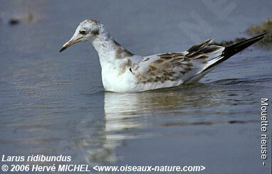 Mouette rieusejuvénile