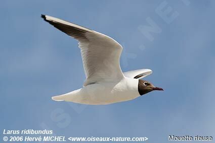 Mouette rieuseadulte nuptial