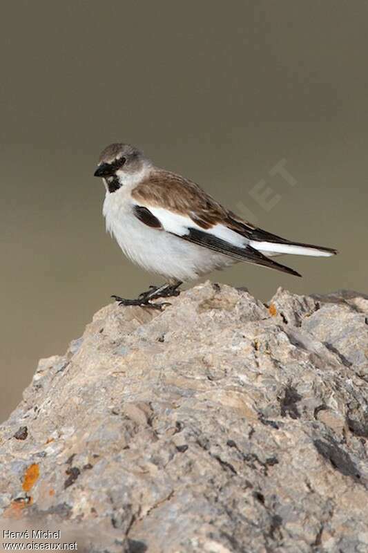 Niverolle alpine mâle adulte nuptial, identification
