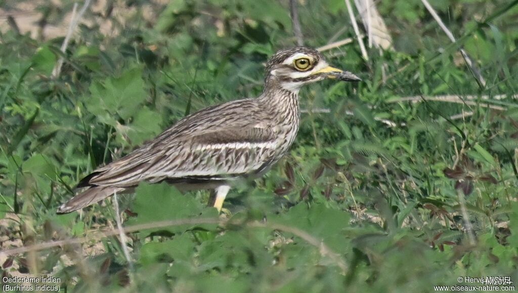 Indian Stone-curlew