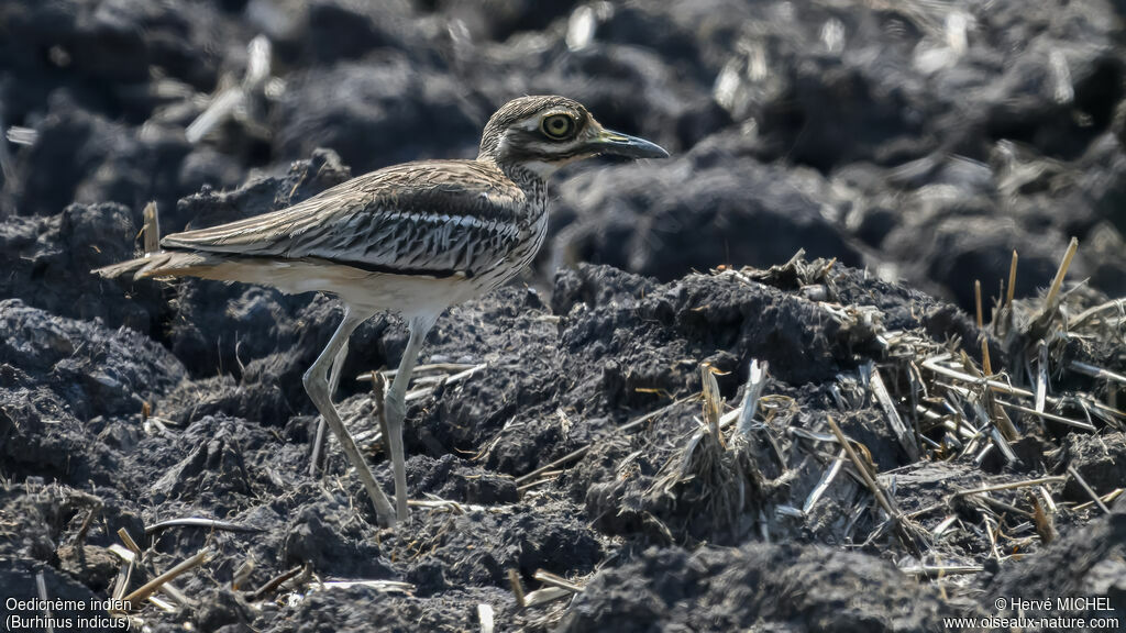 Indian Stone-curlew