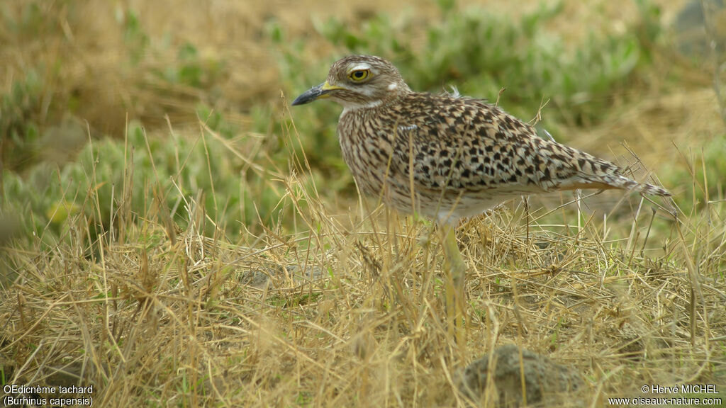Spotted Thick-knee