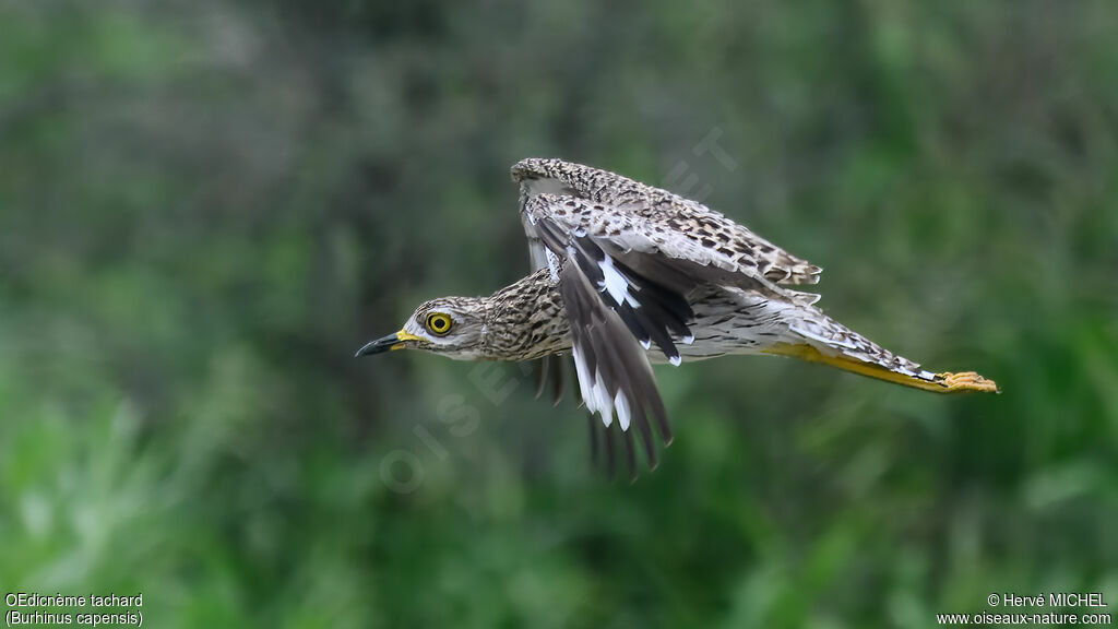 Spotted Thick-knee