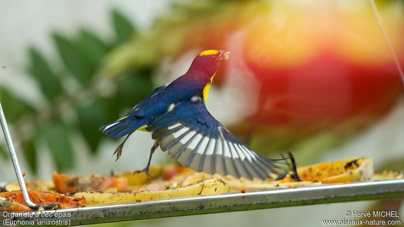 Thick-billed Euphonia male