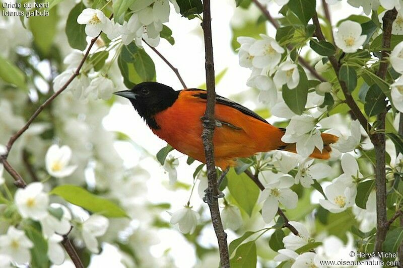 Baltimore Oriole male adult breeding