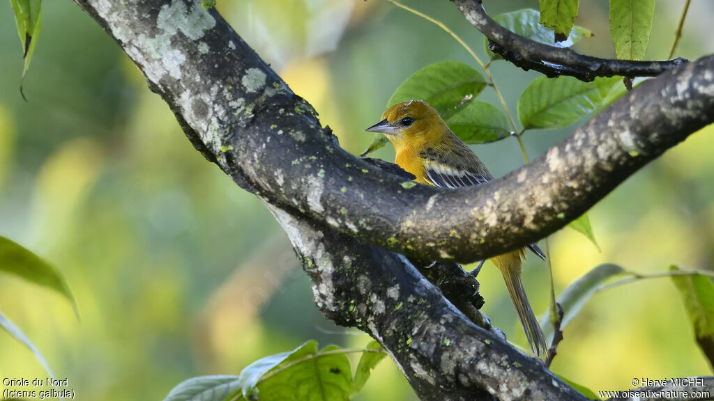 Oriole du Nordimmature