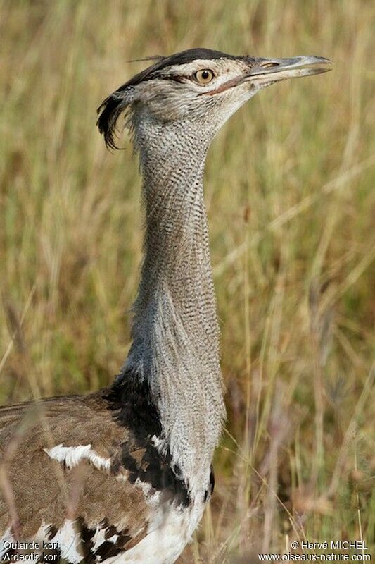 Kori Bustard