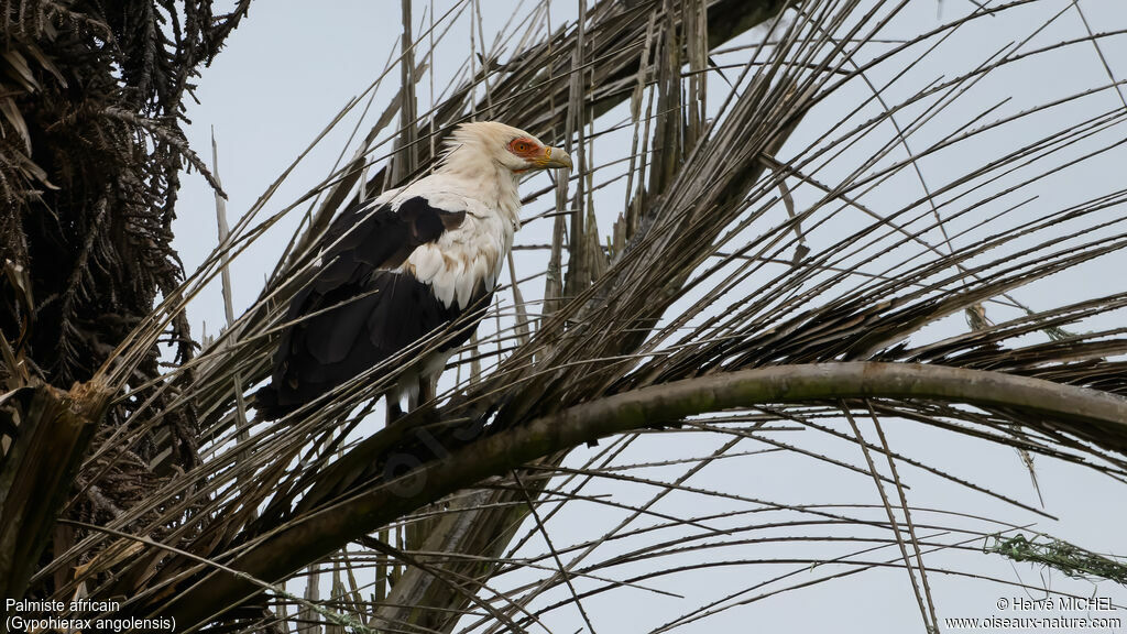 Palmiste africainadulte