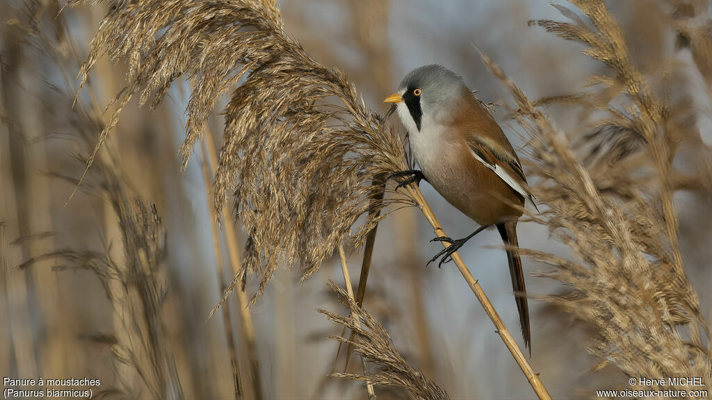 Bearded Reedling male adult breeding