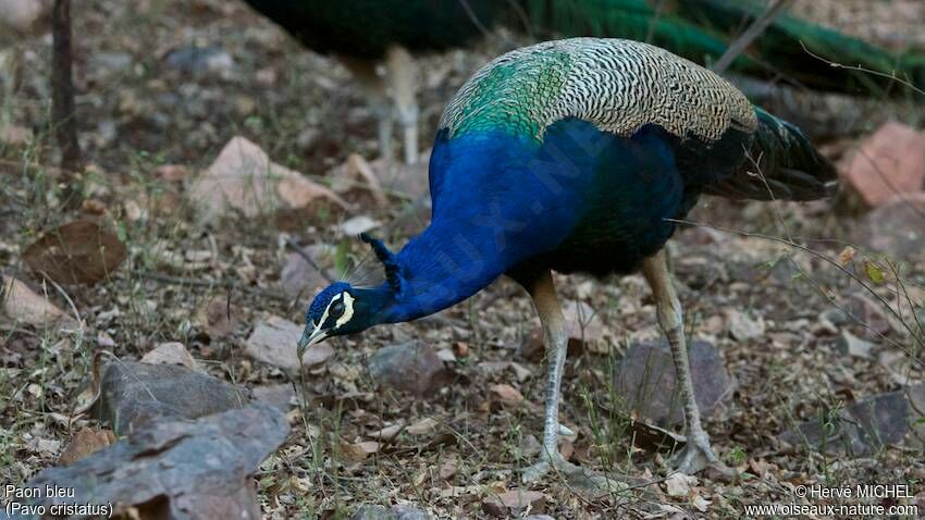 Indian Peafowl